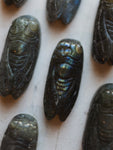 1.5" Carved Labradorite Cicada, RM1129