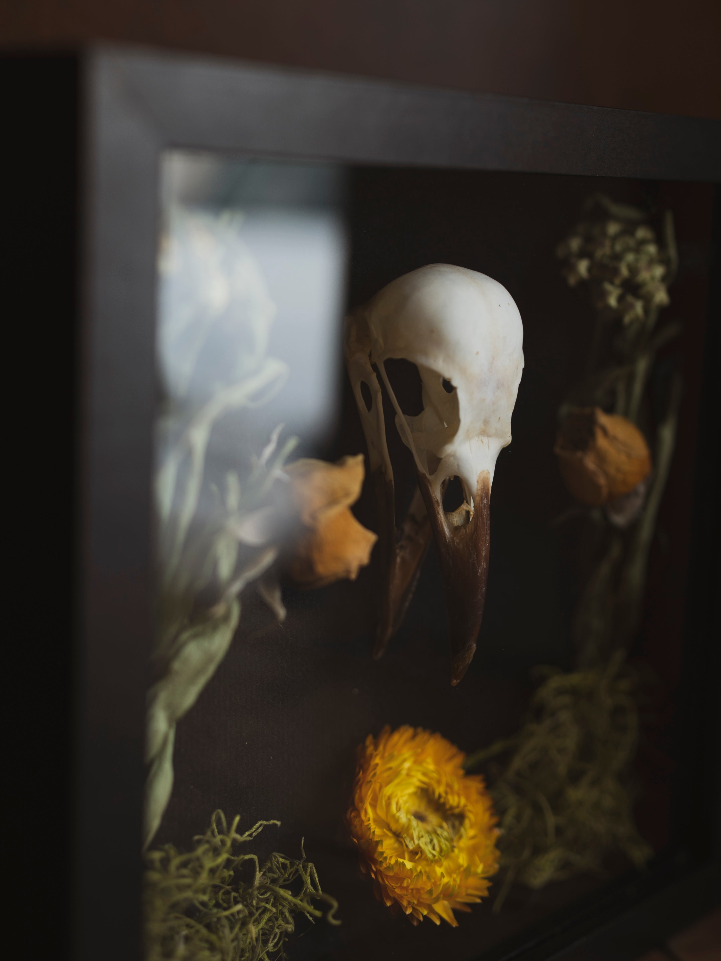 8x8" Framed Crow Skull, SB0126