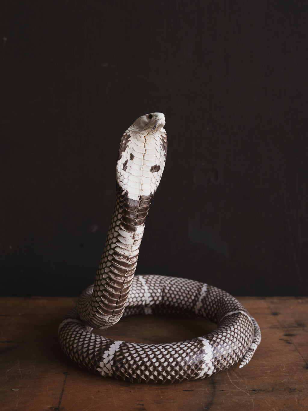 Cobra Snake Taxidermy, TA47