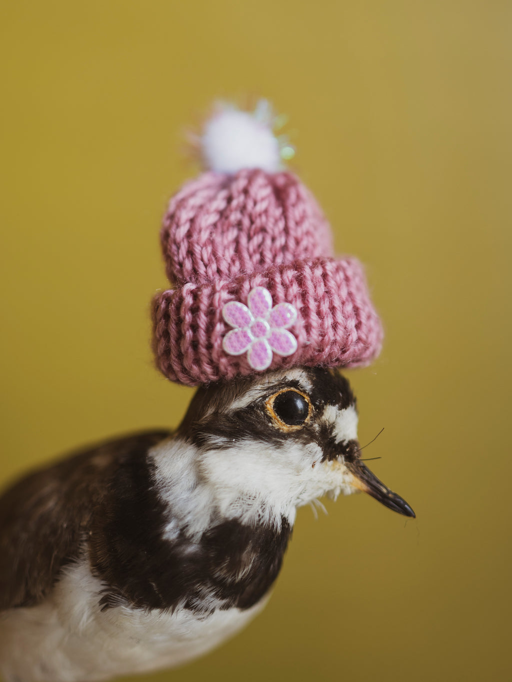 Assorted Knit Beanie Hat, TA257