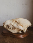 Spotted Hyena Skull on Plaque, SB301