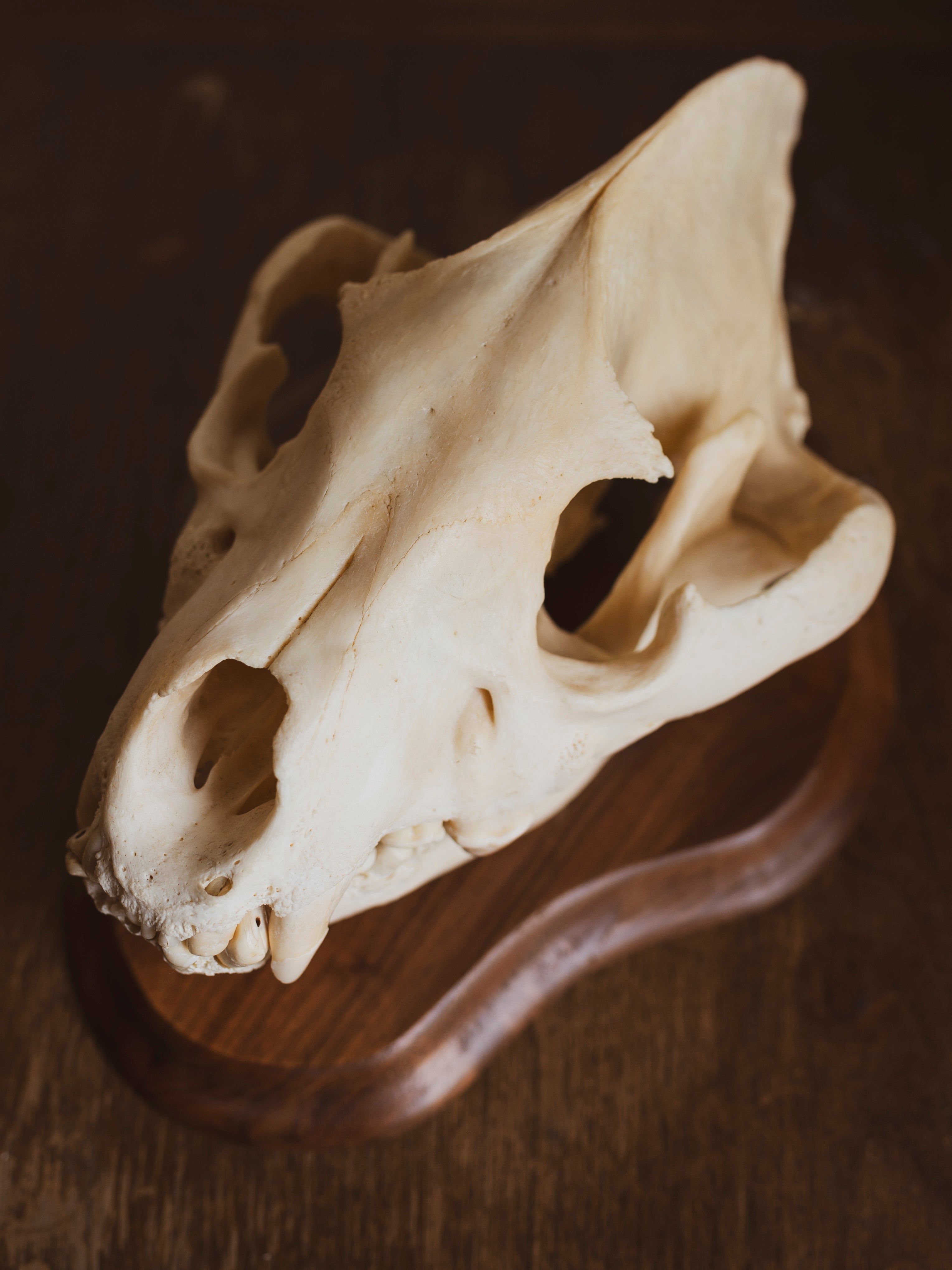 Spotted Hyena Skull on Plaque, SB301