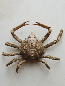 Mummified Portly Spider Crab, NA57