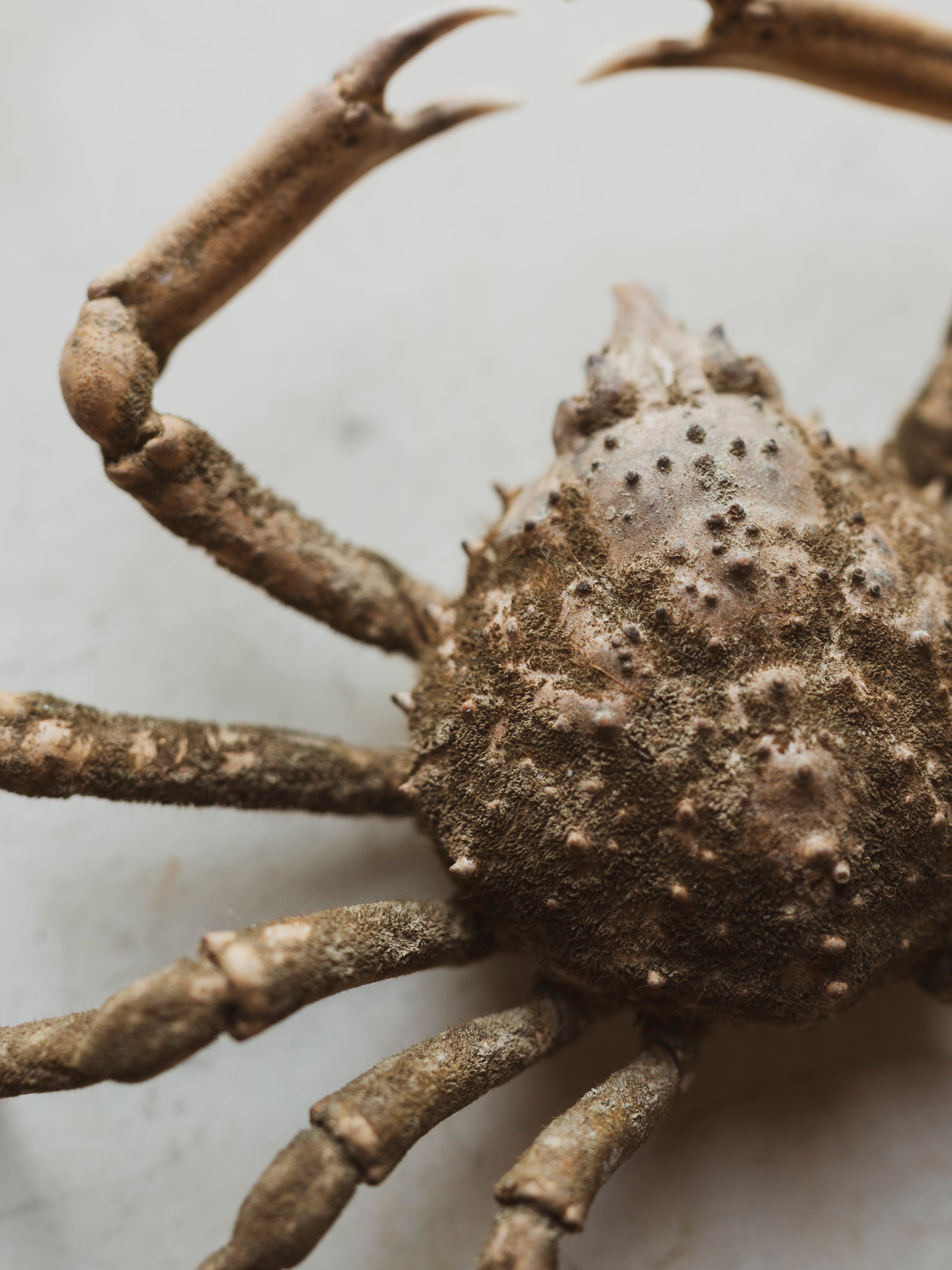 Mummified Portly Spider Crab, NA57