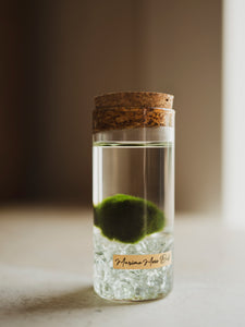 4" Glass Jar w/ 1" Marimo Moss, PT12