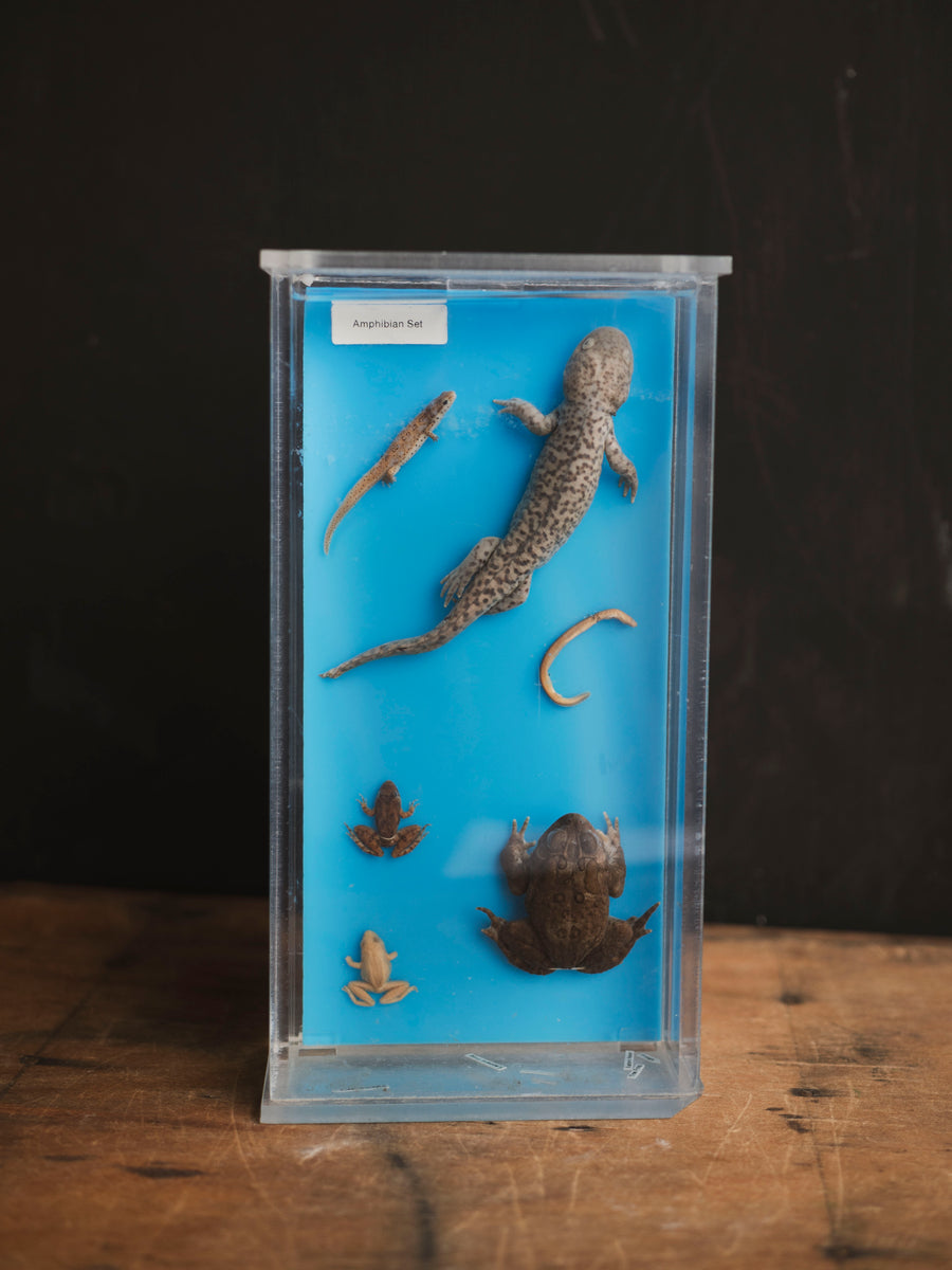 Wet Specimen Amphibian Collection, WS40 – Black Moth