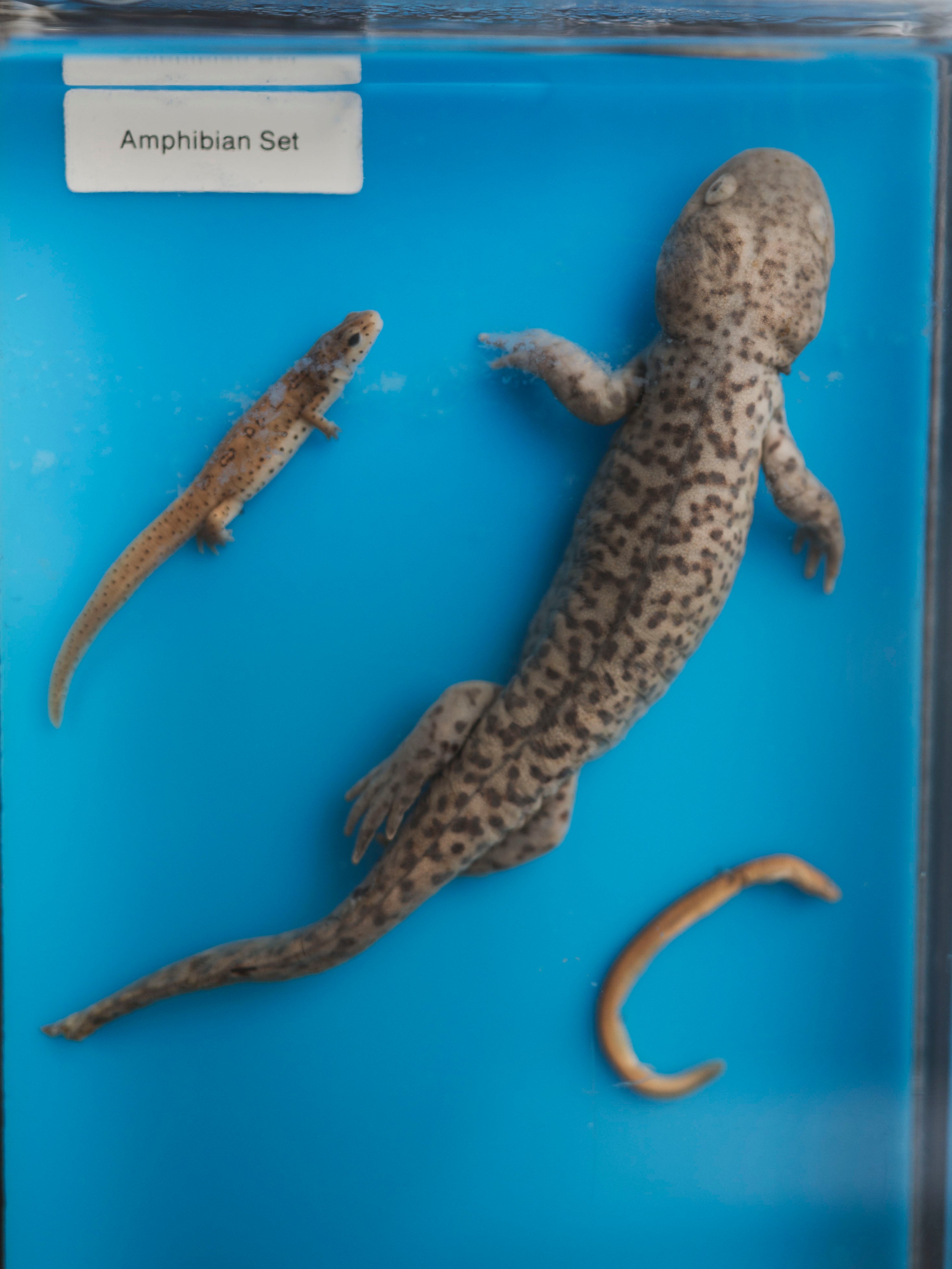 Wet Specimen Amphibian Collection, WS40 – Black Moth
