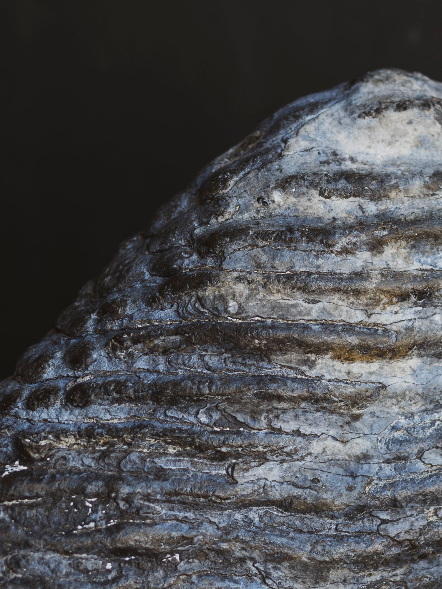 10.5" Fossilized Woolly Mammoth Tooth, RM1543