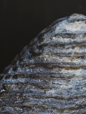 10.5" Fossilized Woolly Mammoth Tooth, RM1543