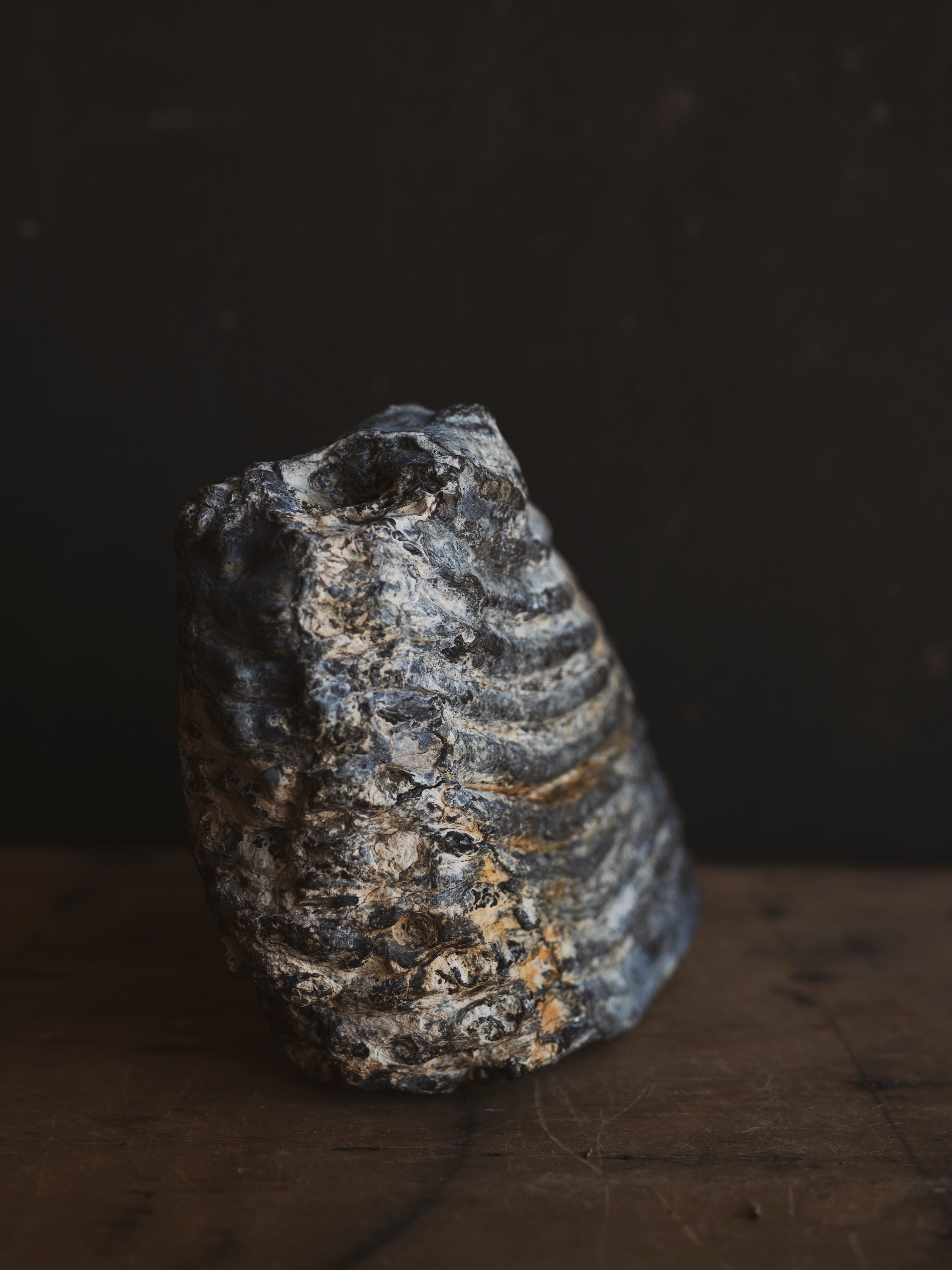 10.5" Fossilized Woolly Mammoth Tooth, RM1543