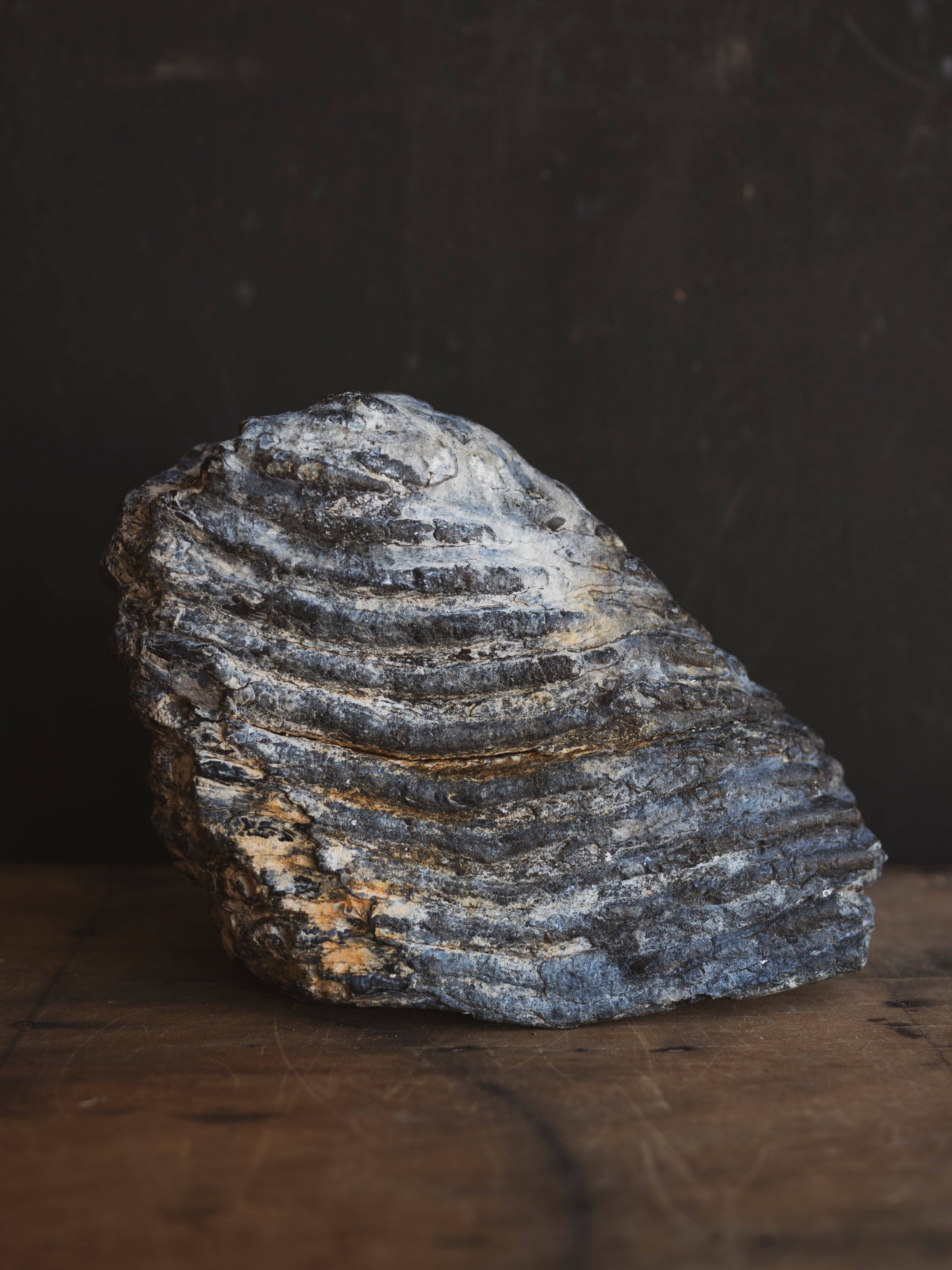 10.5" Fossilized Woolly Mammoth Tooth, RM1543