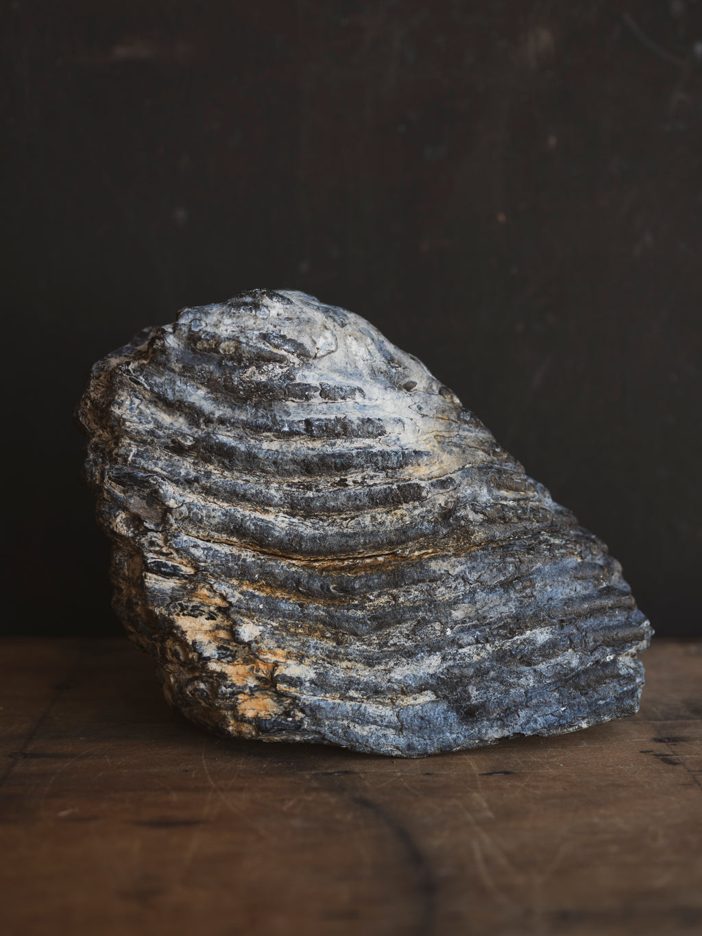 10.5" Fossilized Woolly Mammoth Tooth, RM1543