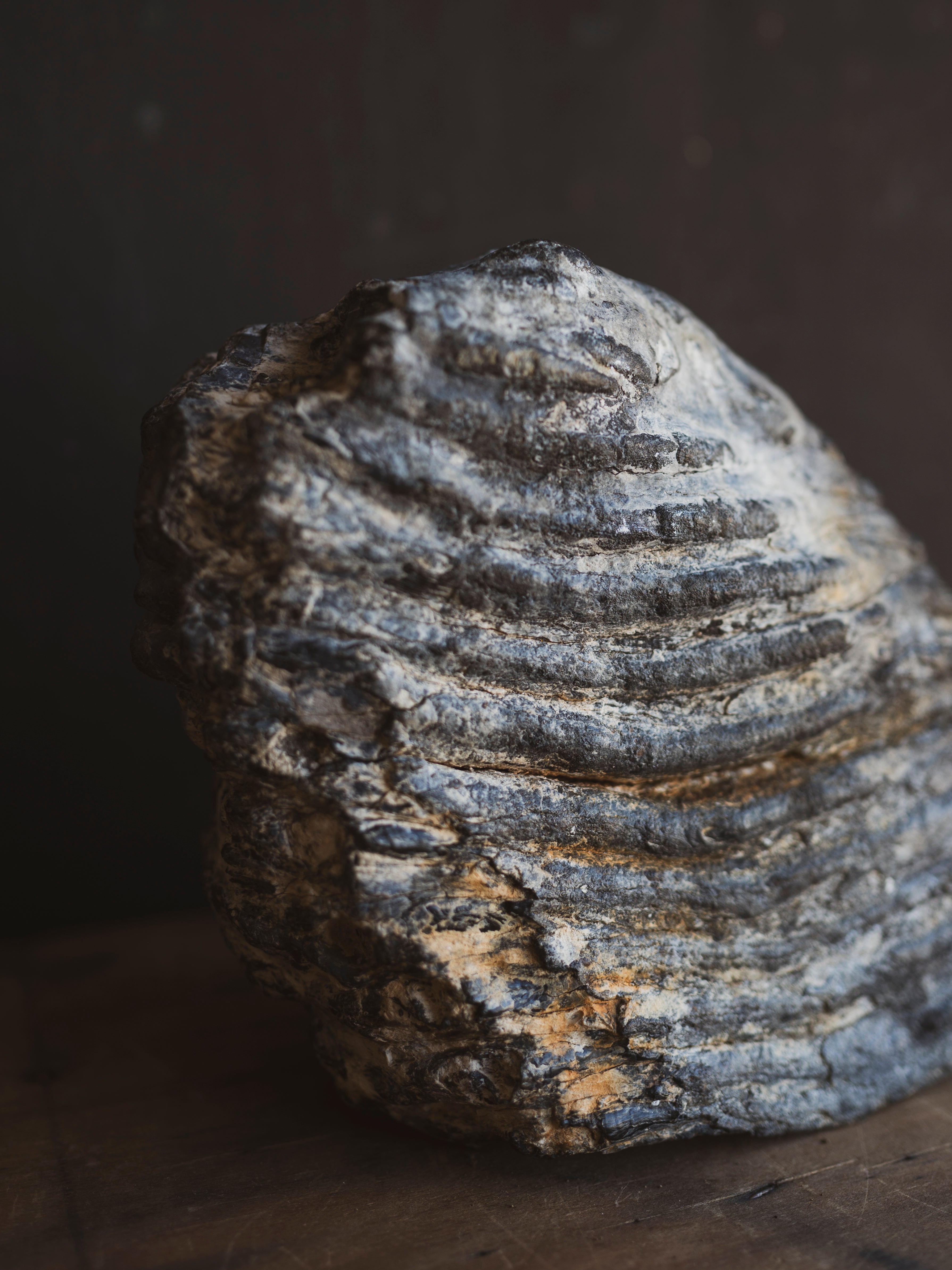 10.5" Fossilized Woolly Mammoth Tooth, RM1543