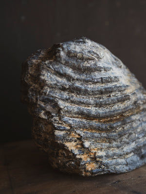 10.5" Fossilized Woolly Mammoth Tooth, RM1543