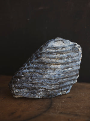 10.5" Fossilized Woolly Mammoth Tooth, RM1543