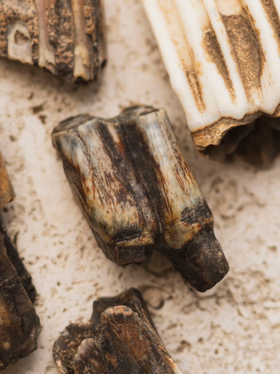 Fossilized Bison Tooth, RM177 – Black Moth