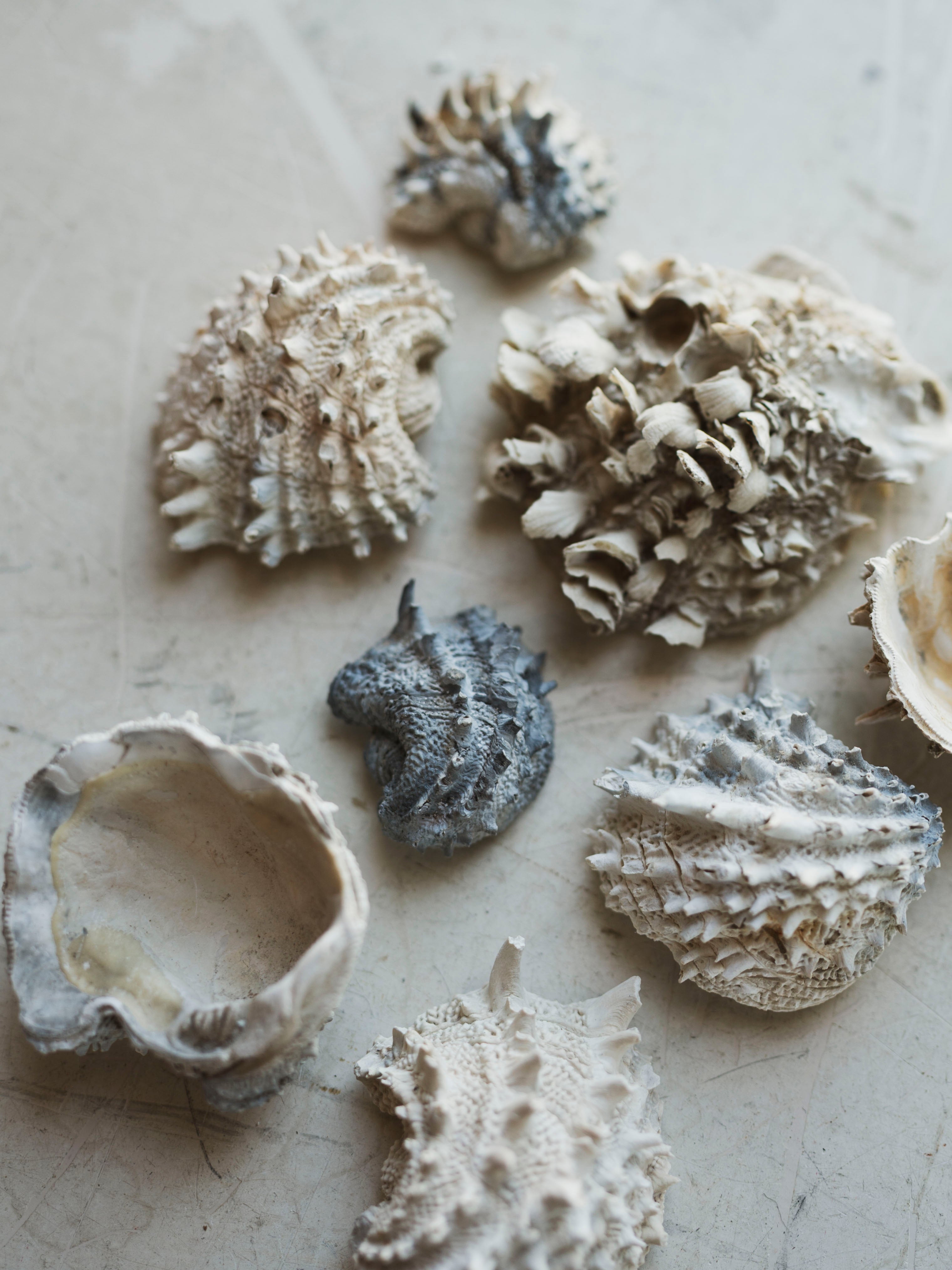 Spiny Jewel Box Shell, NA93 – Black Moth
