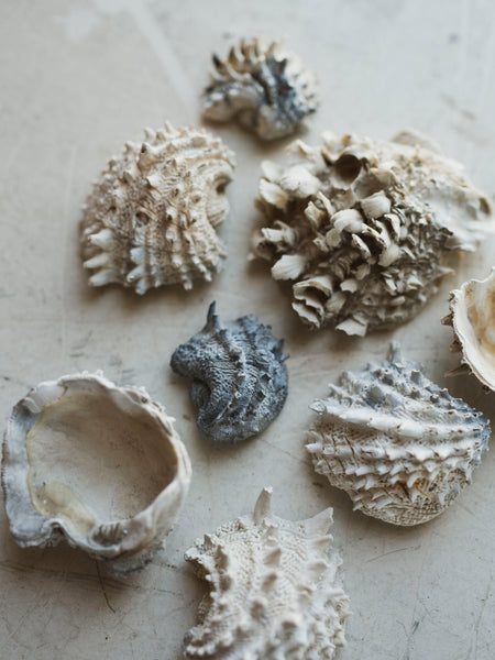 Apolina / BETSY SET - SHELL　7-9Y Spiny Jewel Box Shell, NA93 – Black Moth