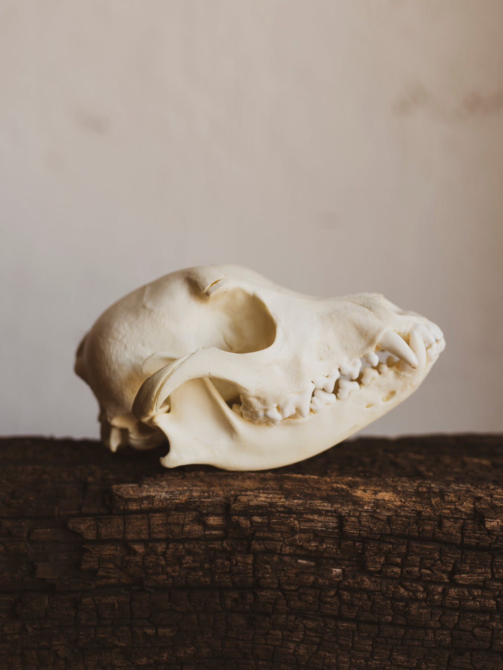 5.5" Domestic Dog Skull, SB278