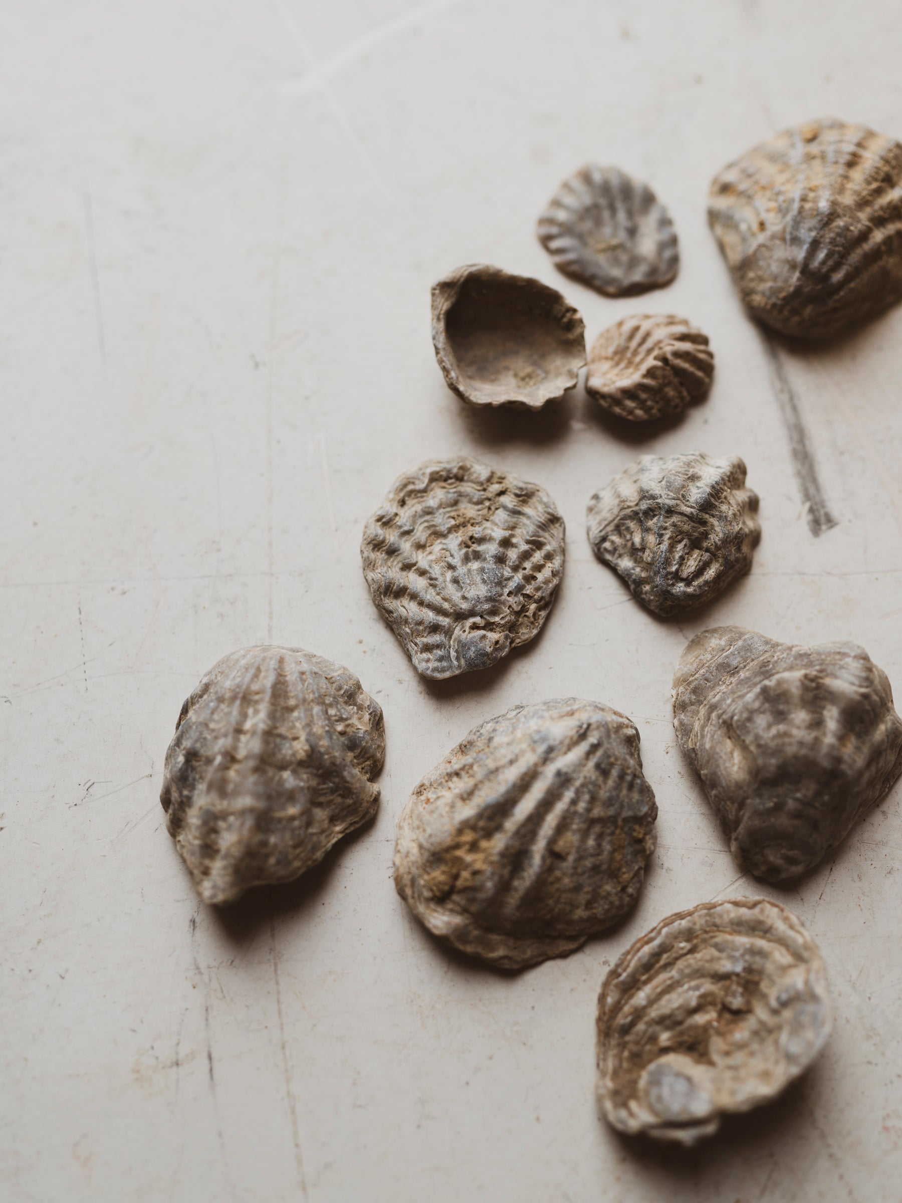 1-2.5" Fossilized Scallop Chesapecten Jeffersonius Shell, RM515