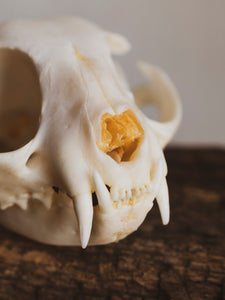 Domestic Cat Skull, SB429