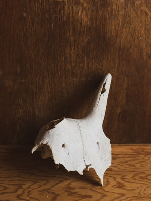 Partial Pronghorn Skull, SB545
