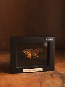 Framed Painted Lady Butterfly, IN330