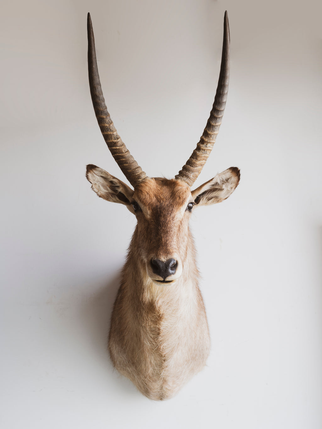 Ellipsen Waterbuck Shoulder Mount Taxidermy (Mr. Fredrickson), TA267