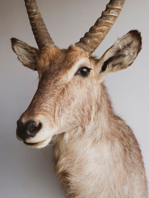Ellipsen Waterbuck Shoulder Mount Taxidermy (Mr. Fredrickson), TA267