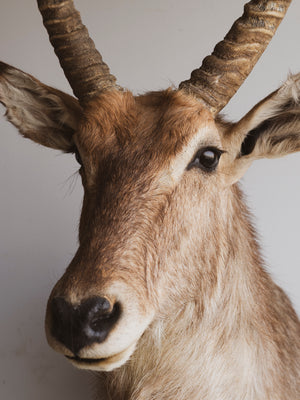 Ellipsen Waterbuck Shoulder Mount Taxidermy (Mr. Fredrickson), TA267