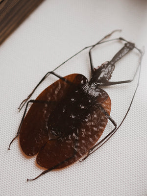 Framed Violin Beetle, IN336