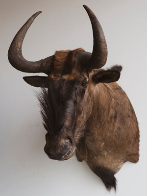 Black Wildebeest Shoulder Mount Taxidermy (Gregory), TA272