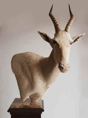 White Blesbok Shoulder Mount Taxidermy (Gandalf), TA271