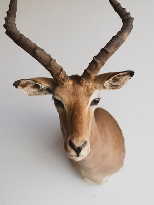 Common Impala Shoulder Mount Taxidermy (Erma), TA261