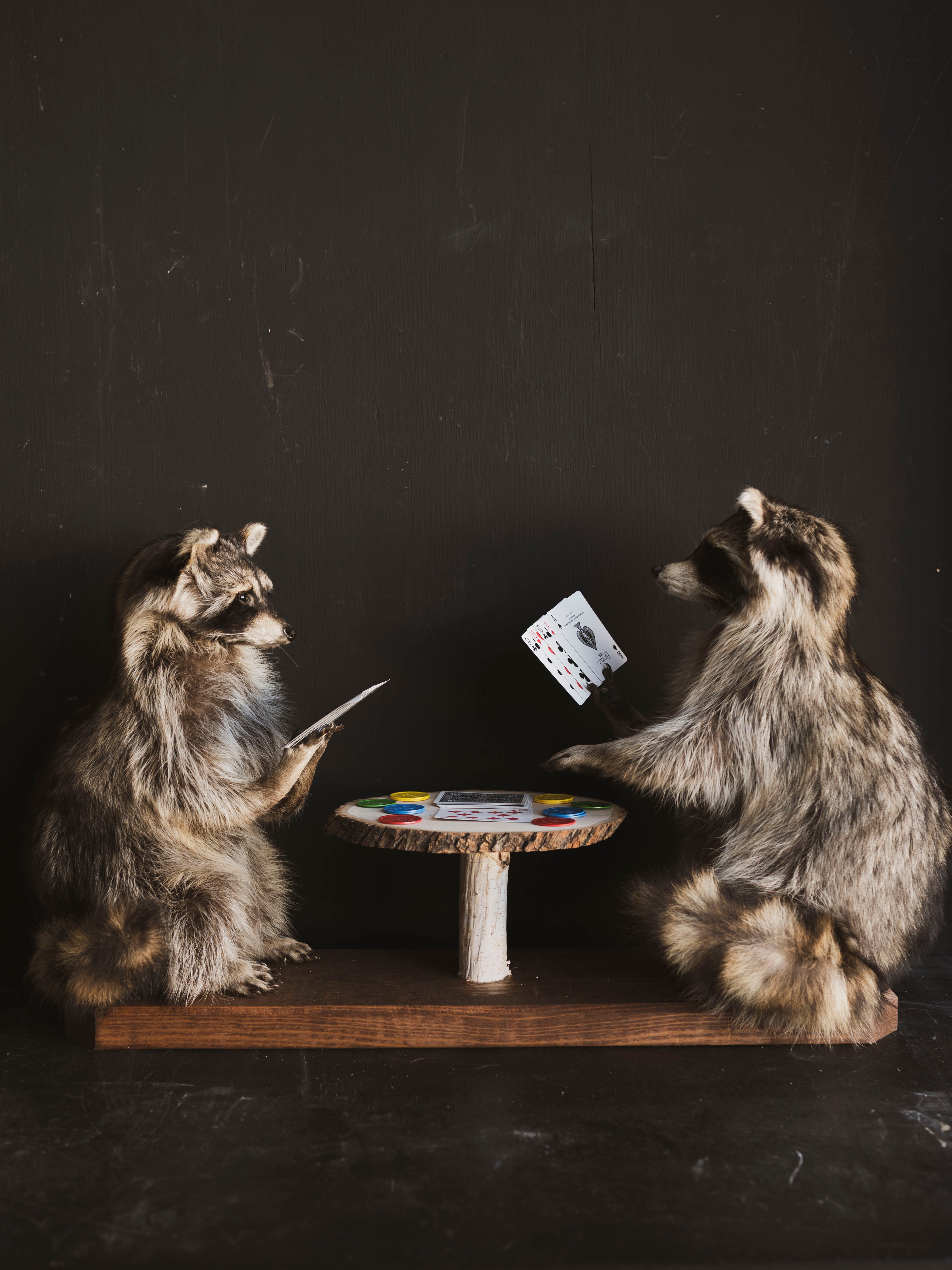 Raccoons Playing Poker Taxidermy (Poker Face), TA294