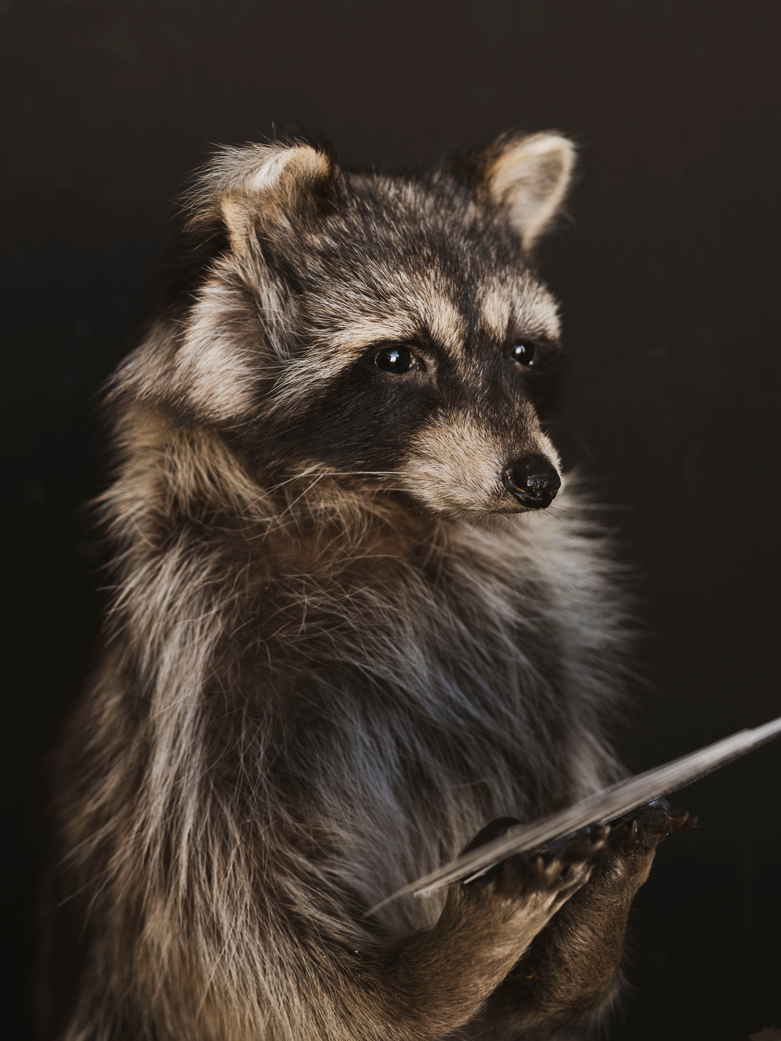 Raccoons Playing Poker Taxidermy (Poker Face), TA294