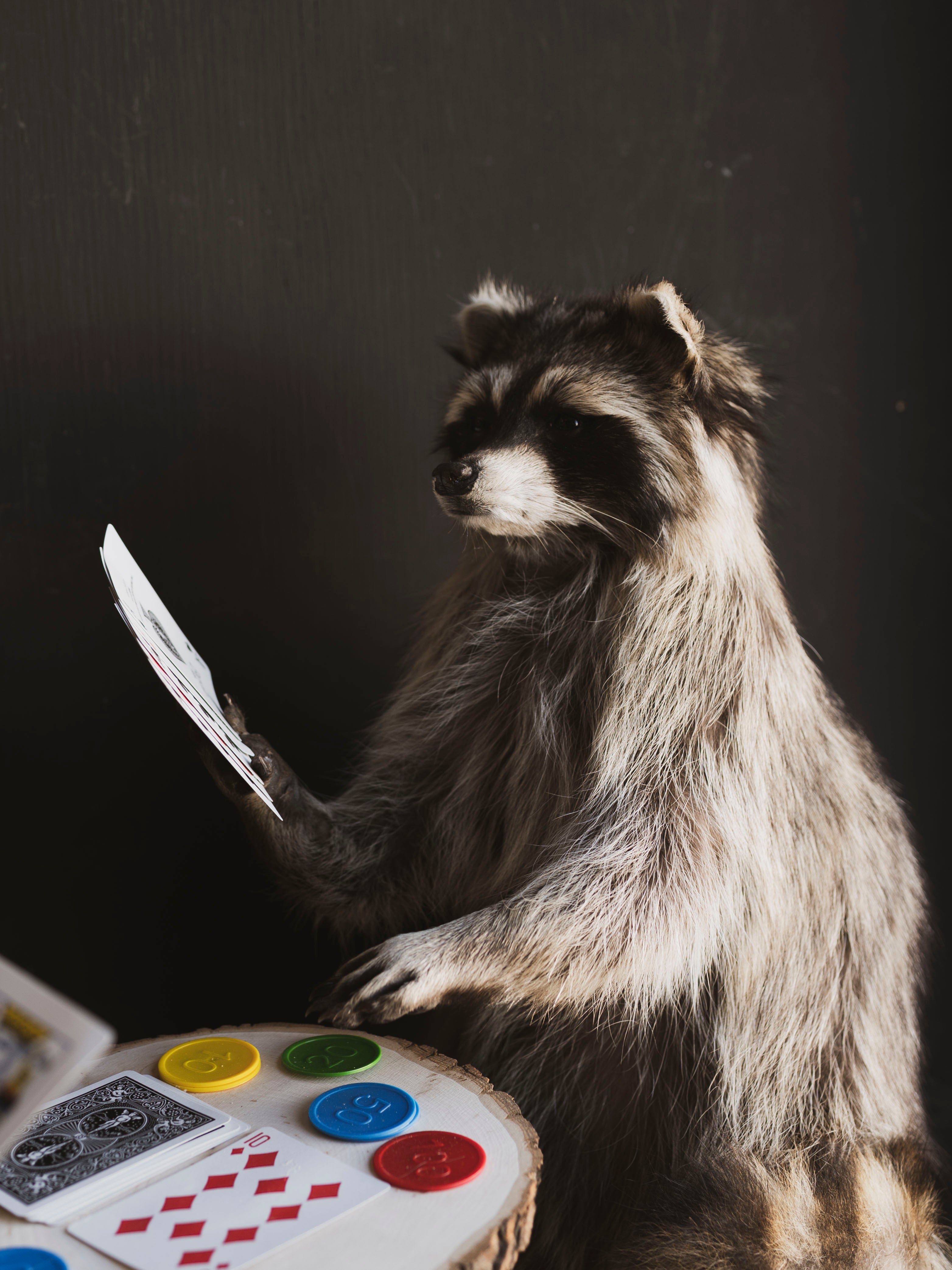 Raccoons Playing Poker Taxidermy (Poker Face), TA294