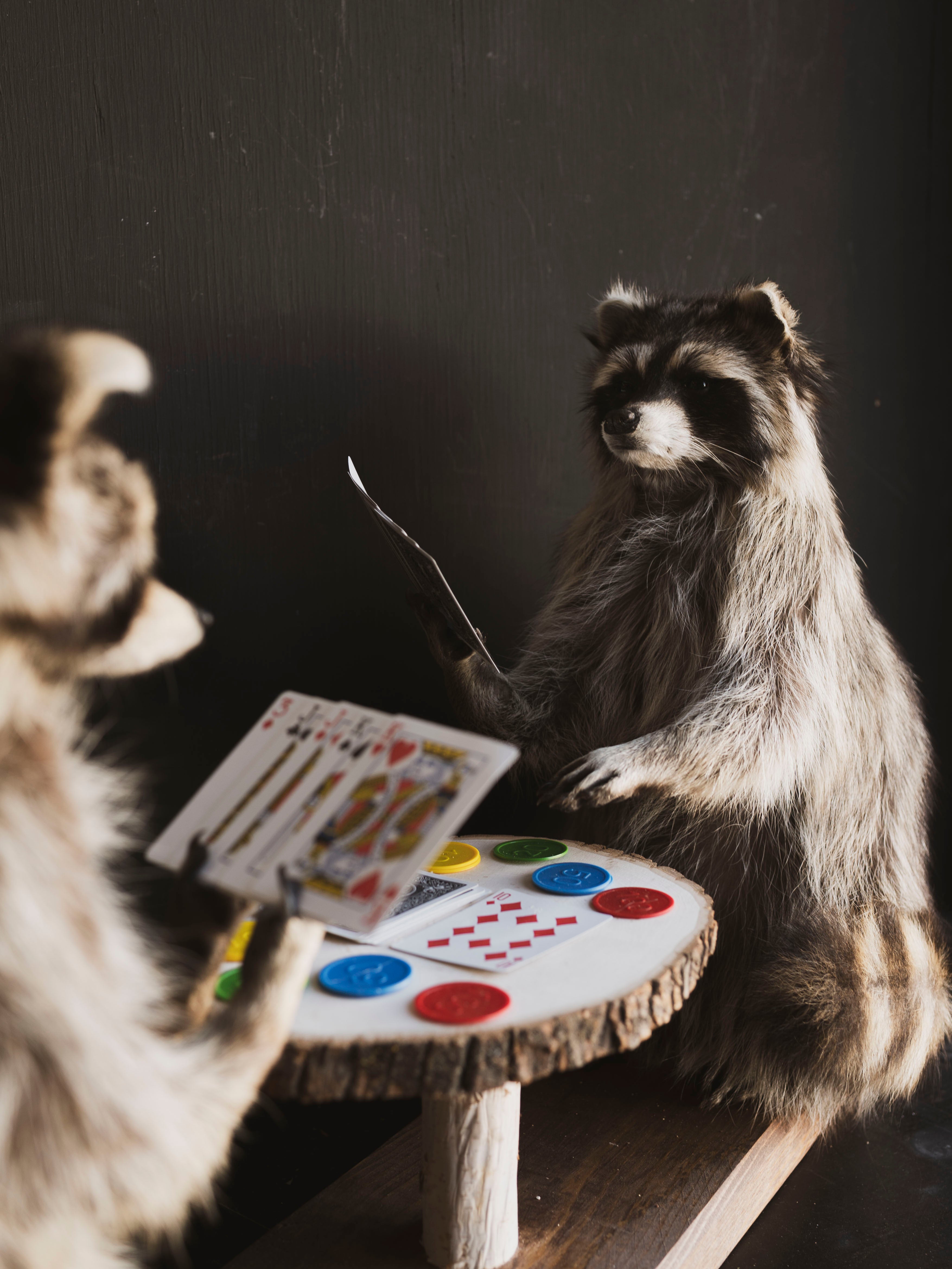 Raccoons Playing Poker Taxidermy (Poker Face), TA294