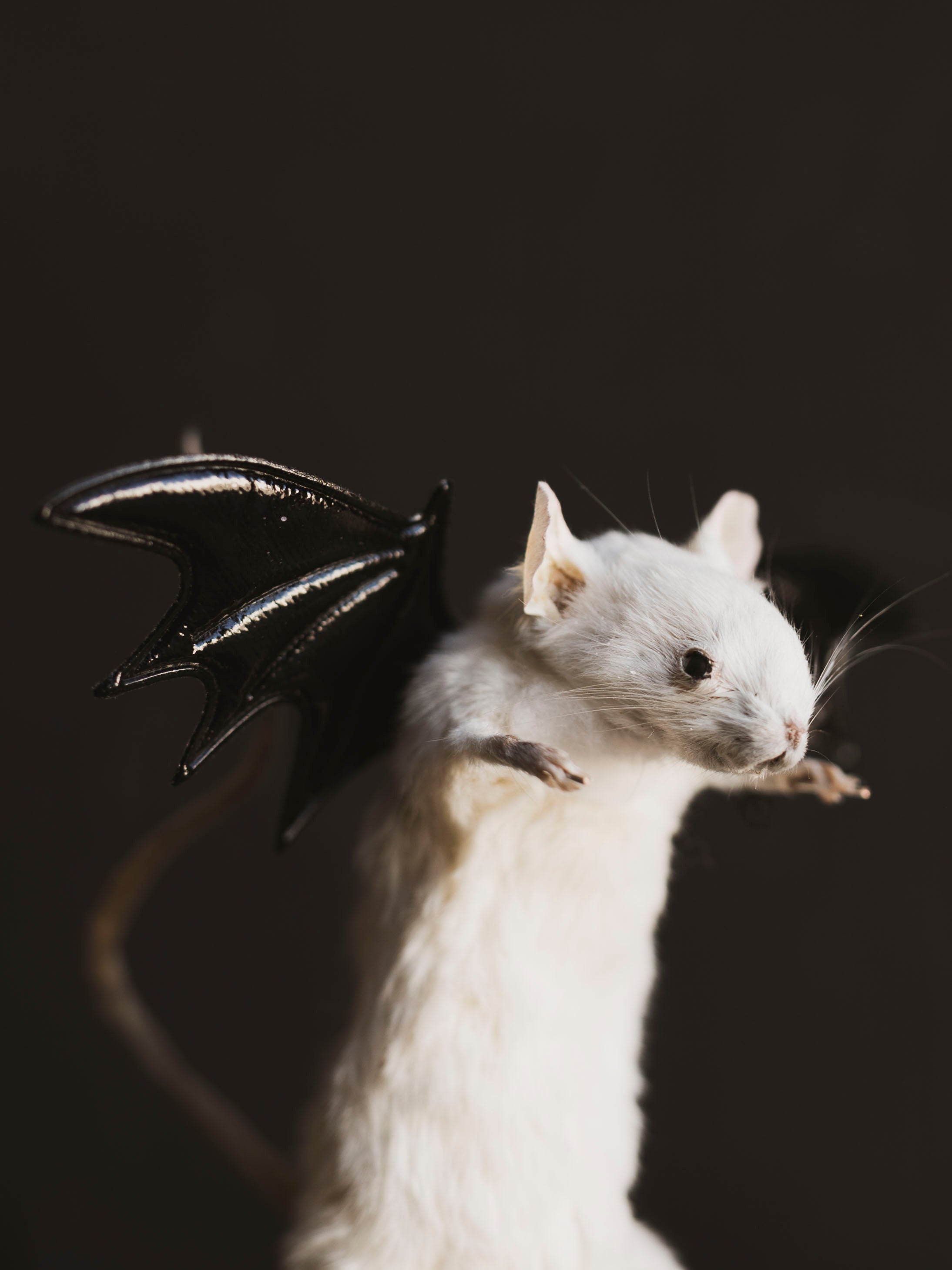 Taxidermy Bat Mouse, TA435