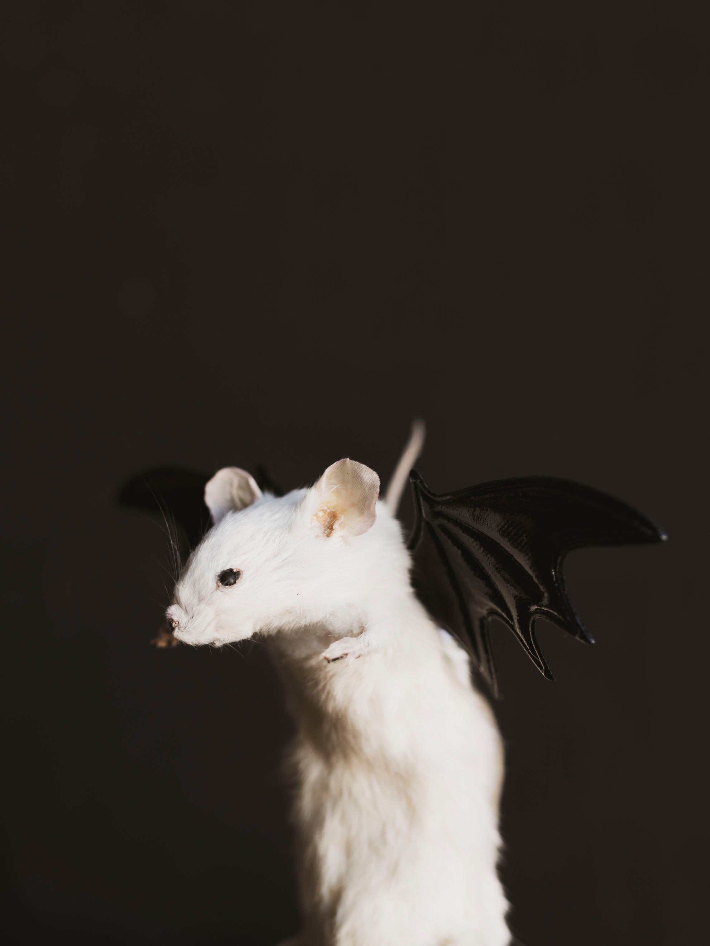 Taxidermy Bat Mouse, TA435