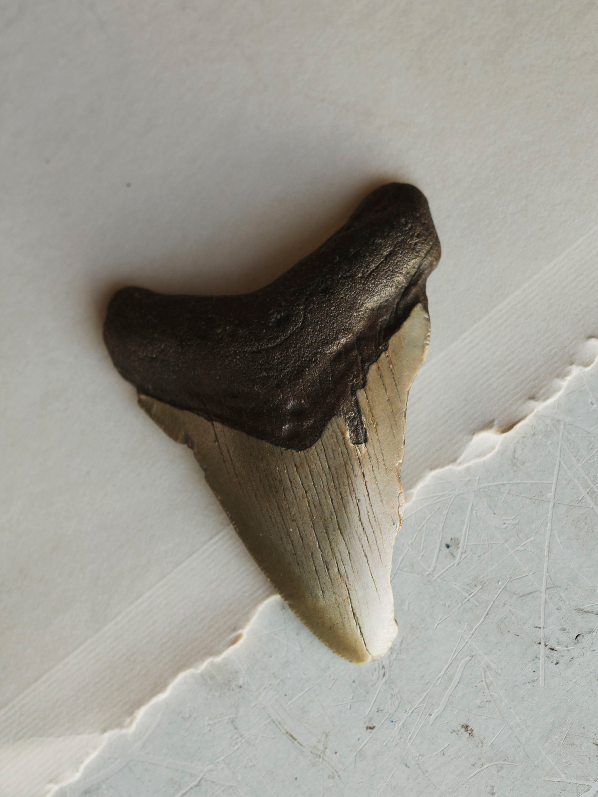4-4.5" Grade A Fossilized Megalodon Tooth, RM2534