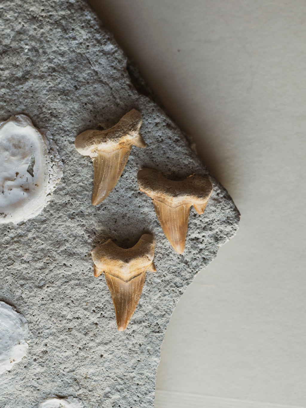 Fossilized Otodus Shark Tooth, RM812