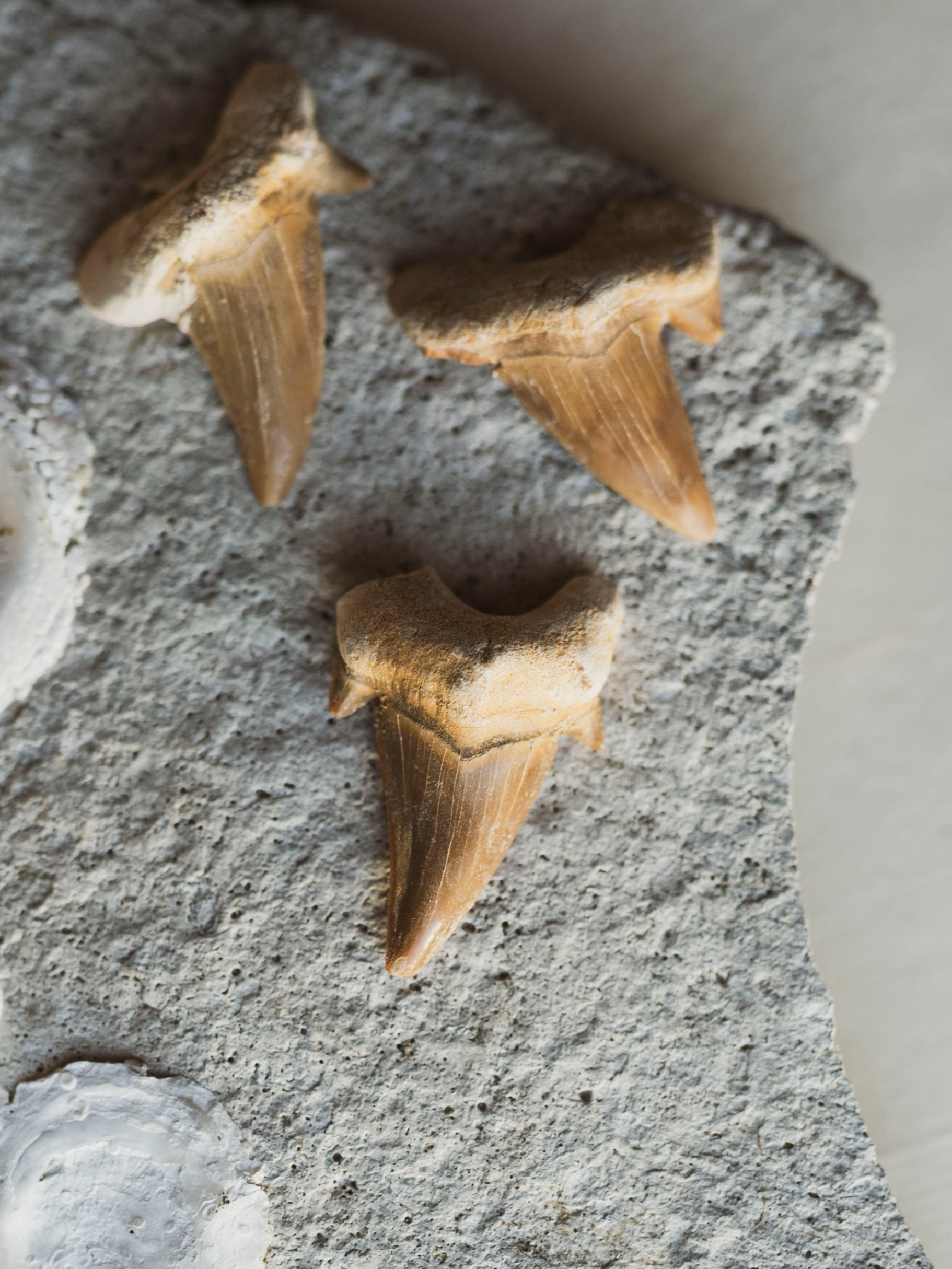 Fossilized Otodus Shark Tooth, RM812
