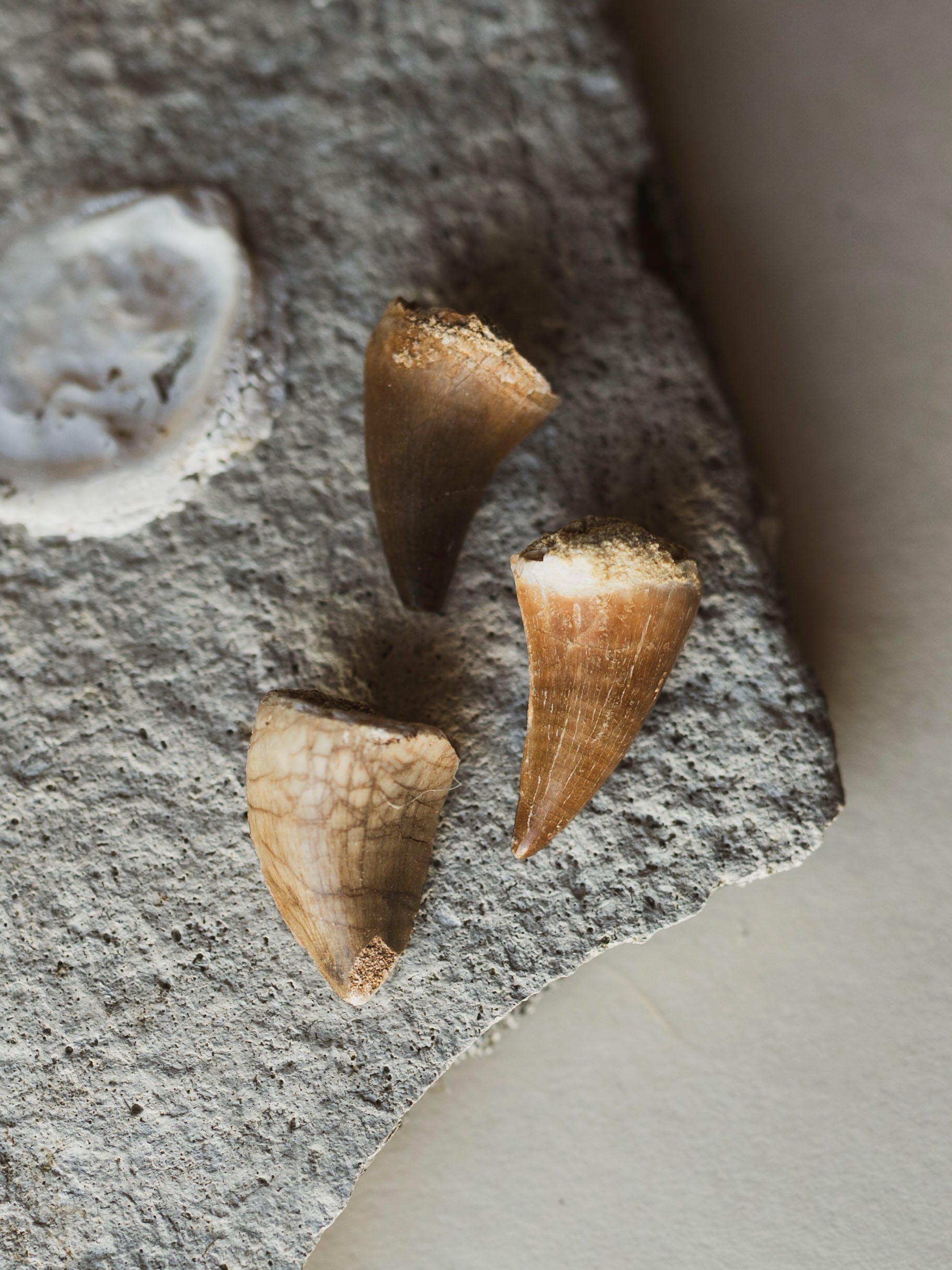 Mosasaurus Tooth, RM987