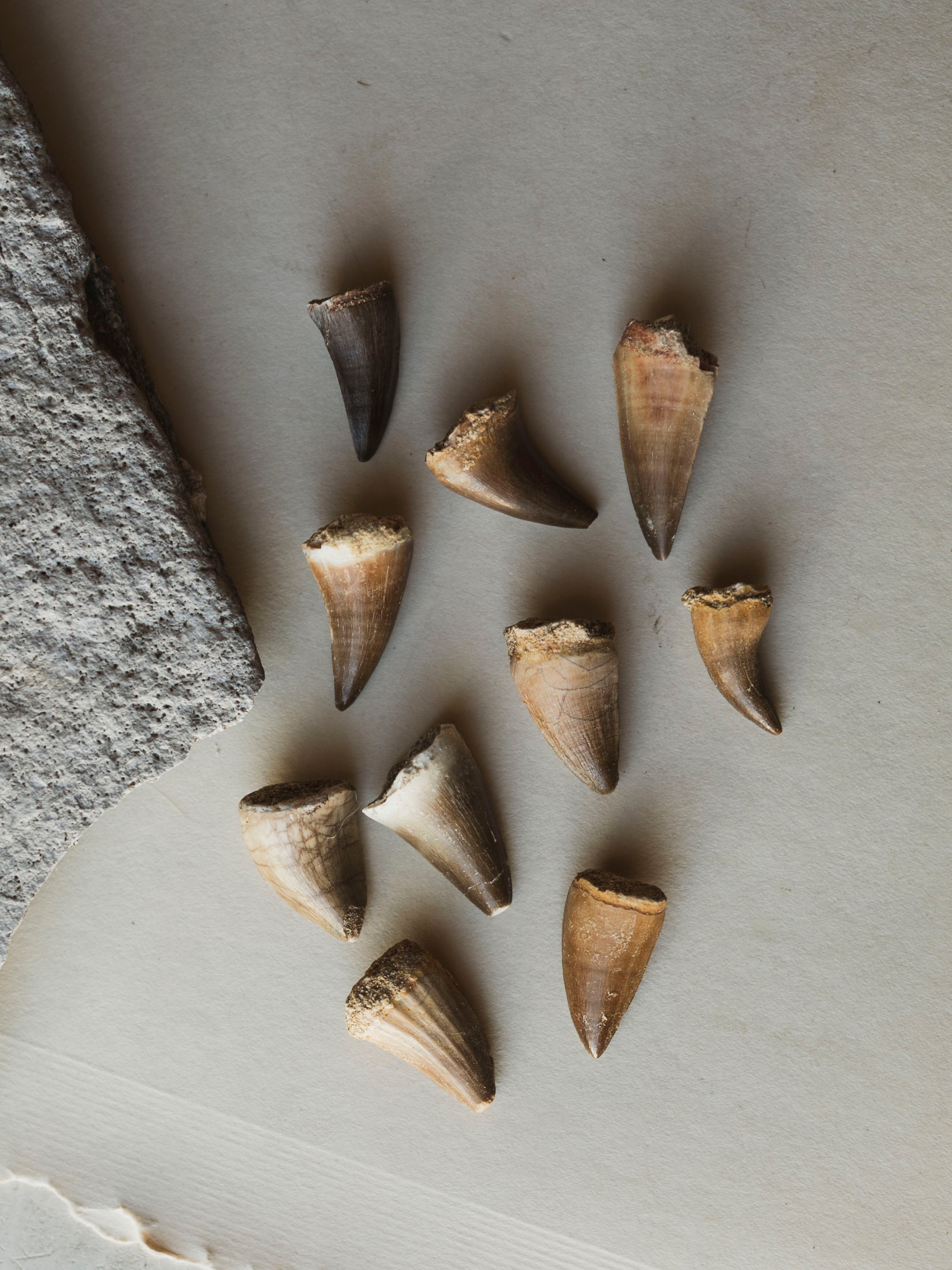 Mosasaurus Tooth, RM987