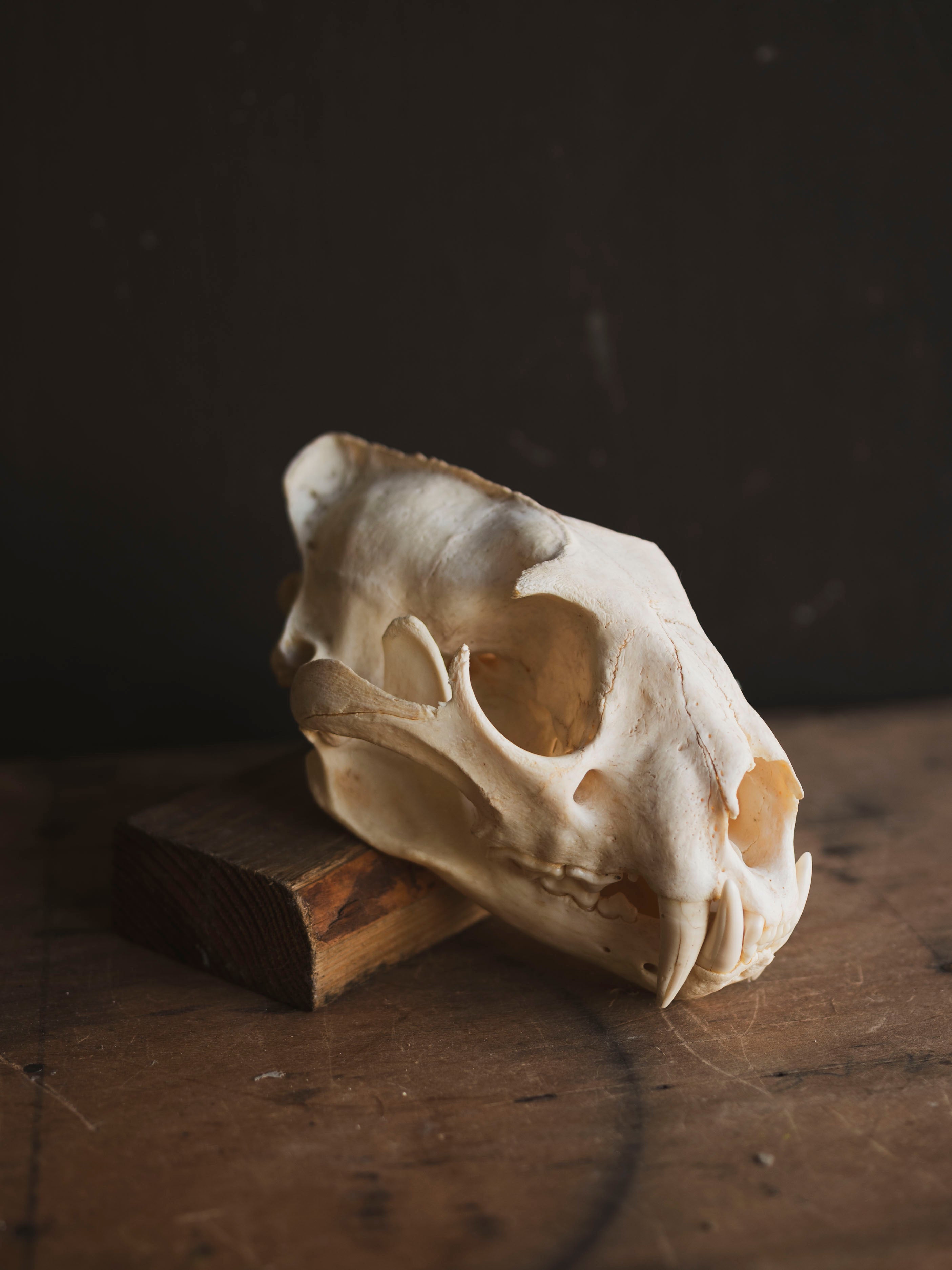 African Leopard Skull, SB921