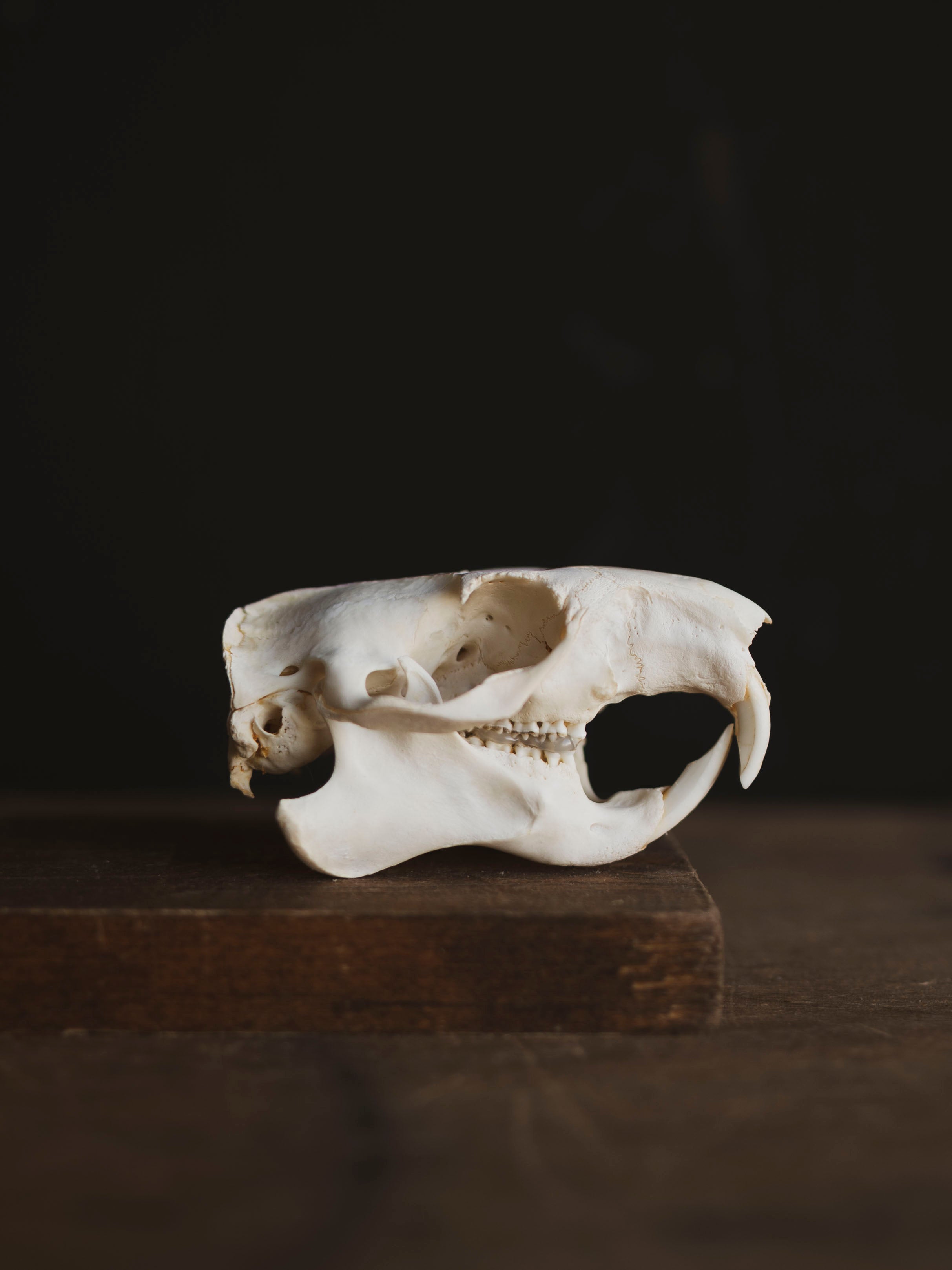 Woodchuck Skull, SB134