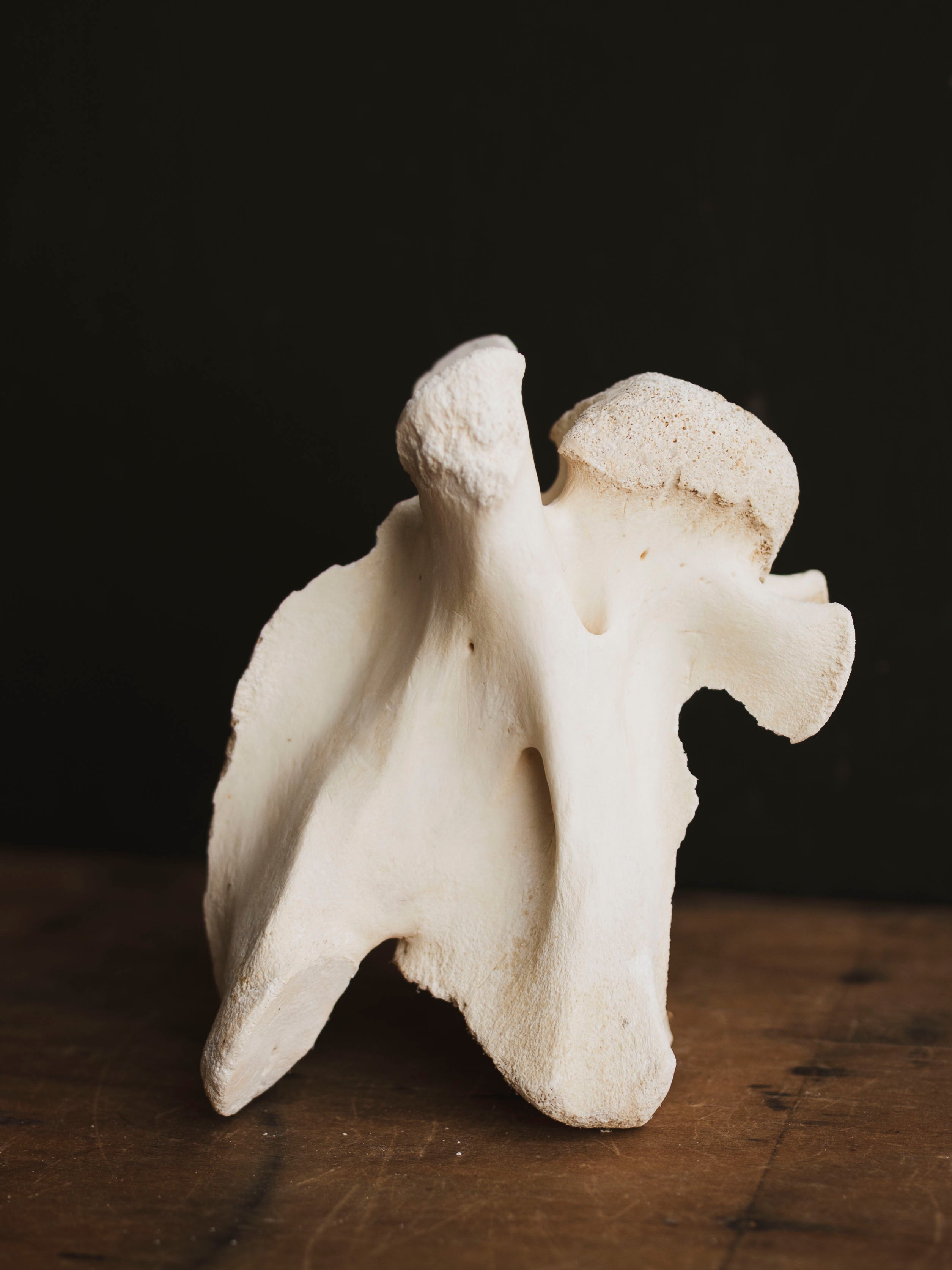 Giraffe Vertebrae, SB667