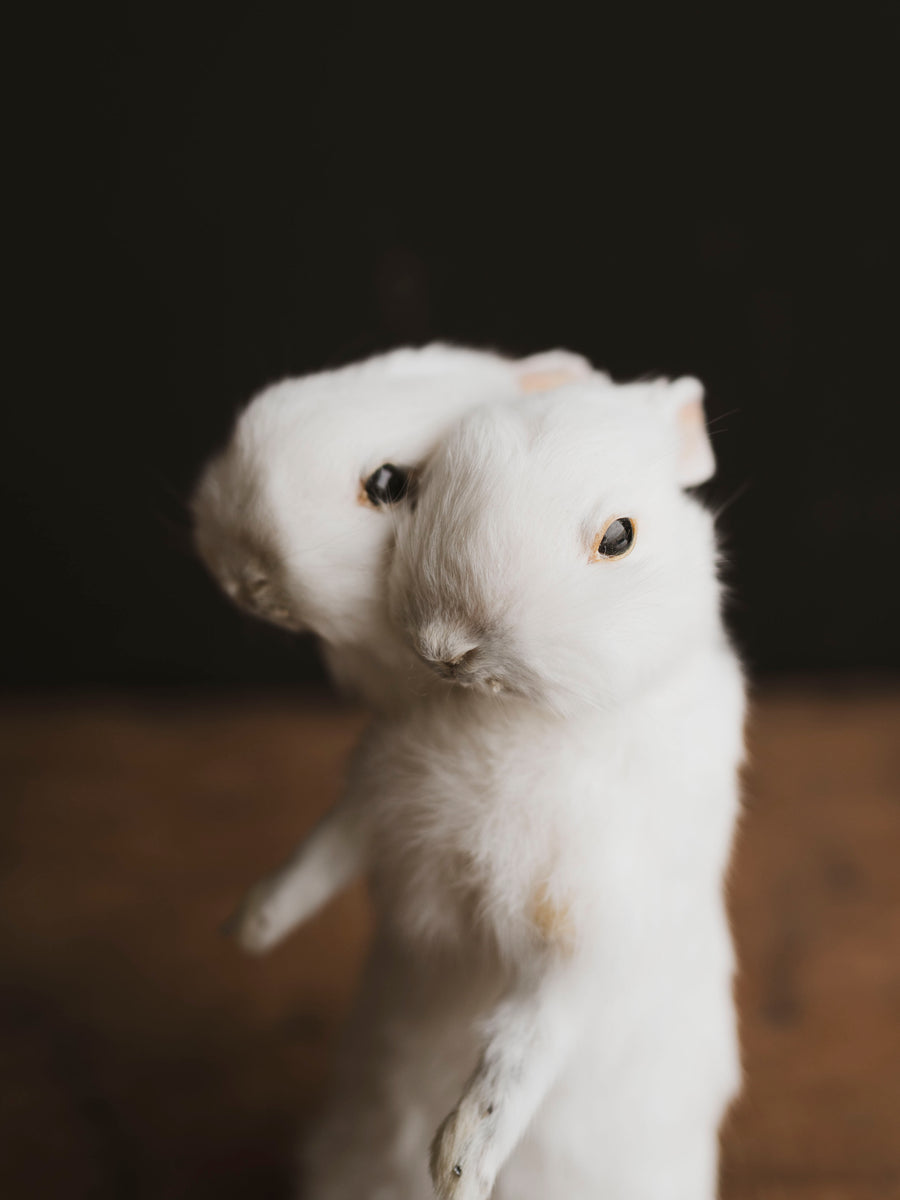 Two Headed Full Body Rabbit Taxidermy, TA484 – Black Moth