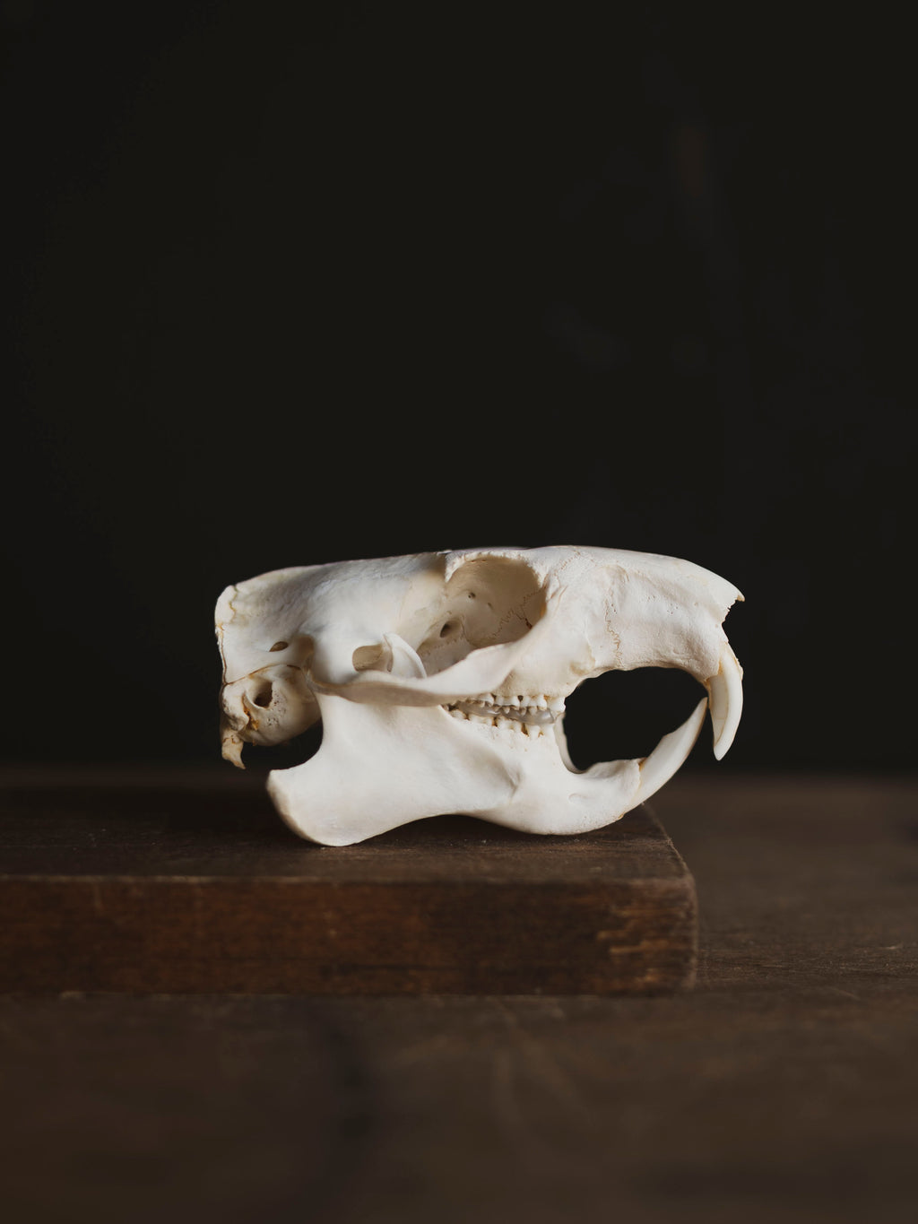 Woodchuck Skull, SB134